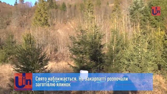 Свято наближається. На Закарпатті розпочали заготівлю ялинок