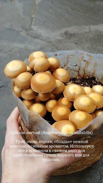 Выращивание Летнего опенка (Kuehneromyces mutabilis) в домашних условиях.