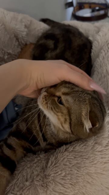 Шотландская вислоухая кошка 🐱