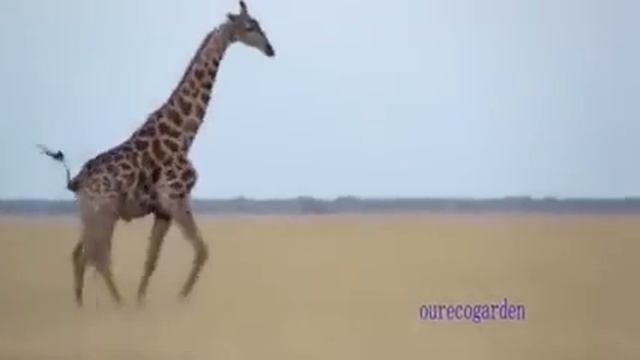 Animal prey fight back Lion attack Giraffe Video compilation 2019 Lion vs Giraffe