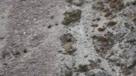 Part 2 Hunting Himalayan Tahr New Zealand 4K