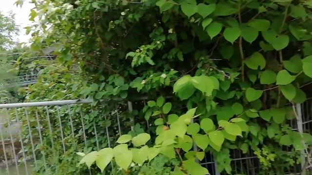Гидроэлектростанция. Разница в высоте 3,3 метра