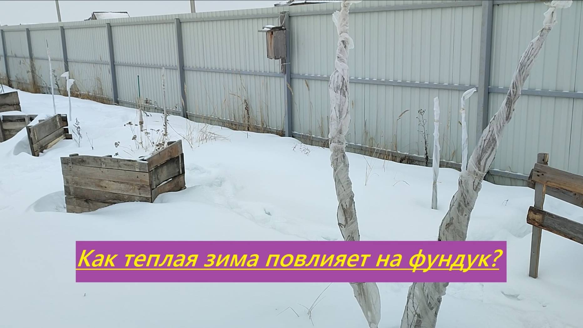 Мысли, как теплая зима повлияет на фундук в средней полосе (Татарстан)