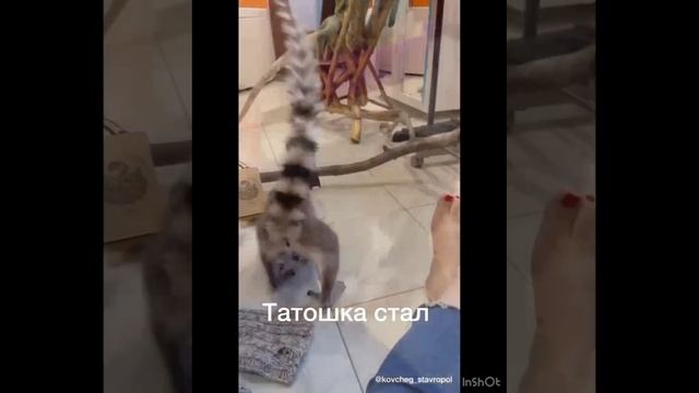 Лемур Татошка и К