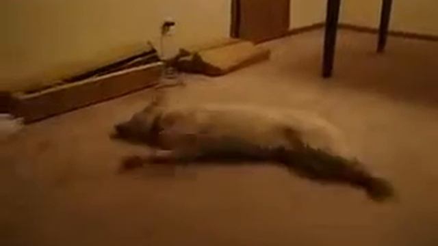 Прикол ваще пипец