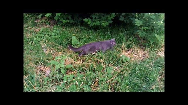 Видео.  Тишкины прогулки .