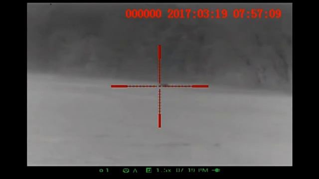Thermal Pig Hunt 3/19/2017