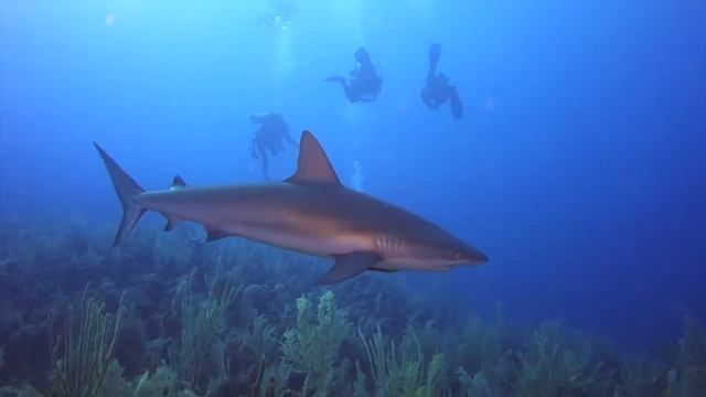 63 miles from Cuba's Coastline, Garden of the Queens, Silky and Reef Sharks