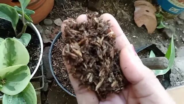 Cara Menanam Marble Queen Dengan Media Sekam Lapuk.