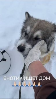 #счастливыйбилет#тюменскаяобласть#янао#собаки#приют#животные#любовь#хочудомой#жду