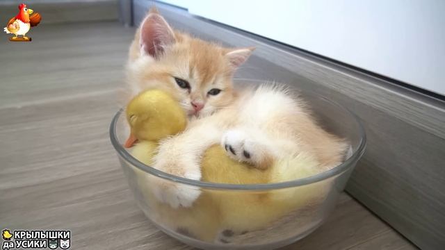 Утята и Цыплята - Кошки и котята - (26) Хвостики да Усики ❣️
