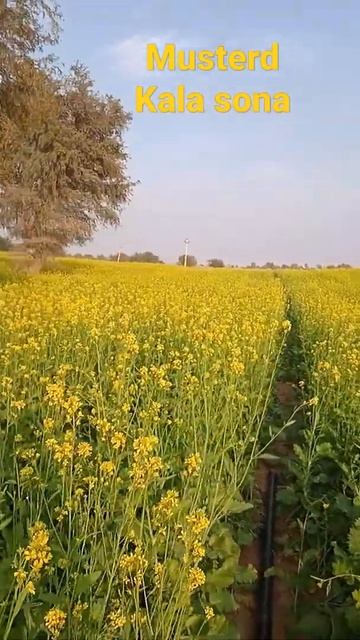 kala sona musterd height 5 feet in dec. 2021