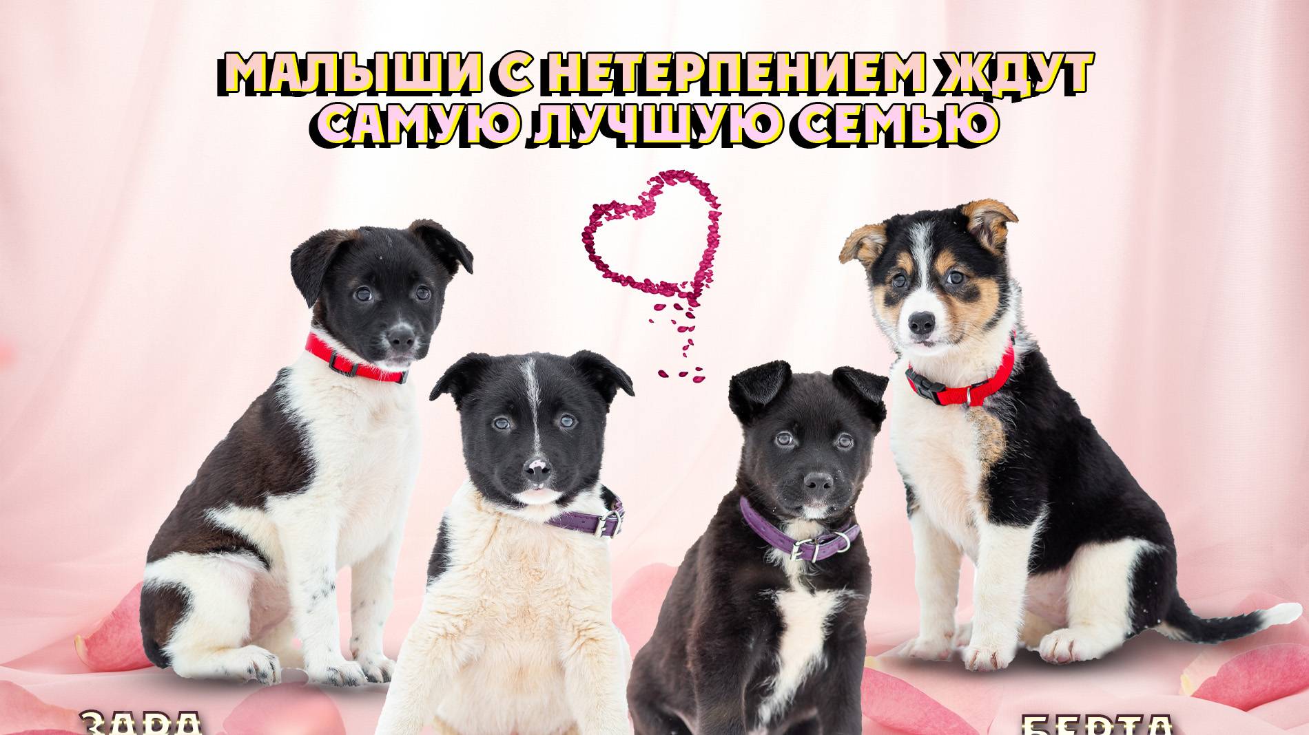 щенки ищут дом