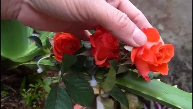 Выращиваем розы из черенков с использованием натурального гормона корнеобразования алоэ вера