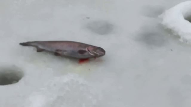 1000047741.mp4