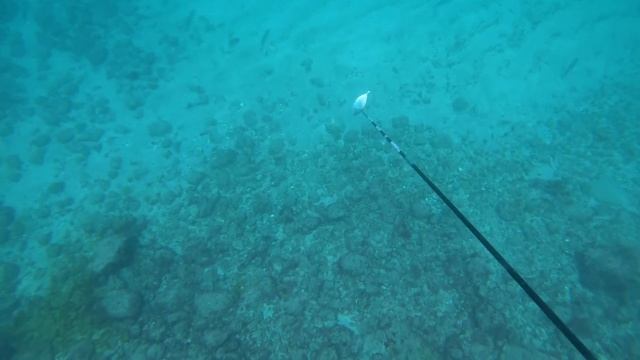 【週末#1】100匹以上！ブリの大群【魚突き】
