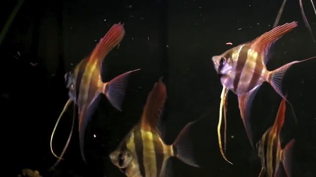 Pterophyllum altum orinoco f1