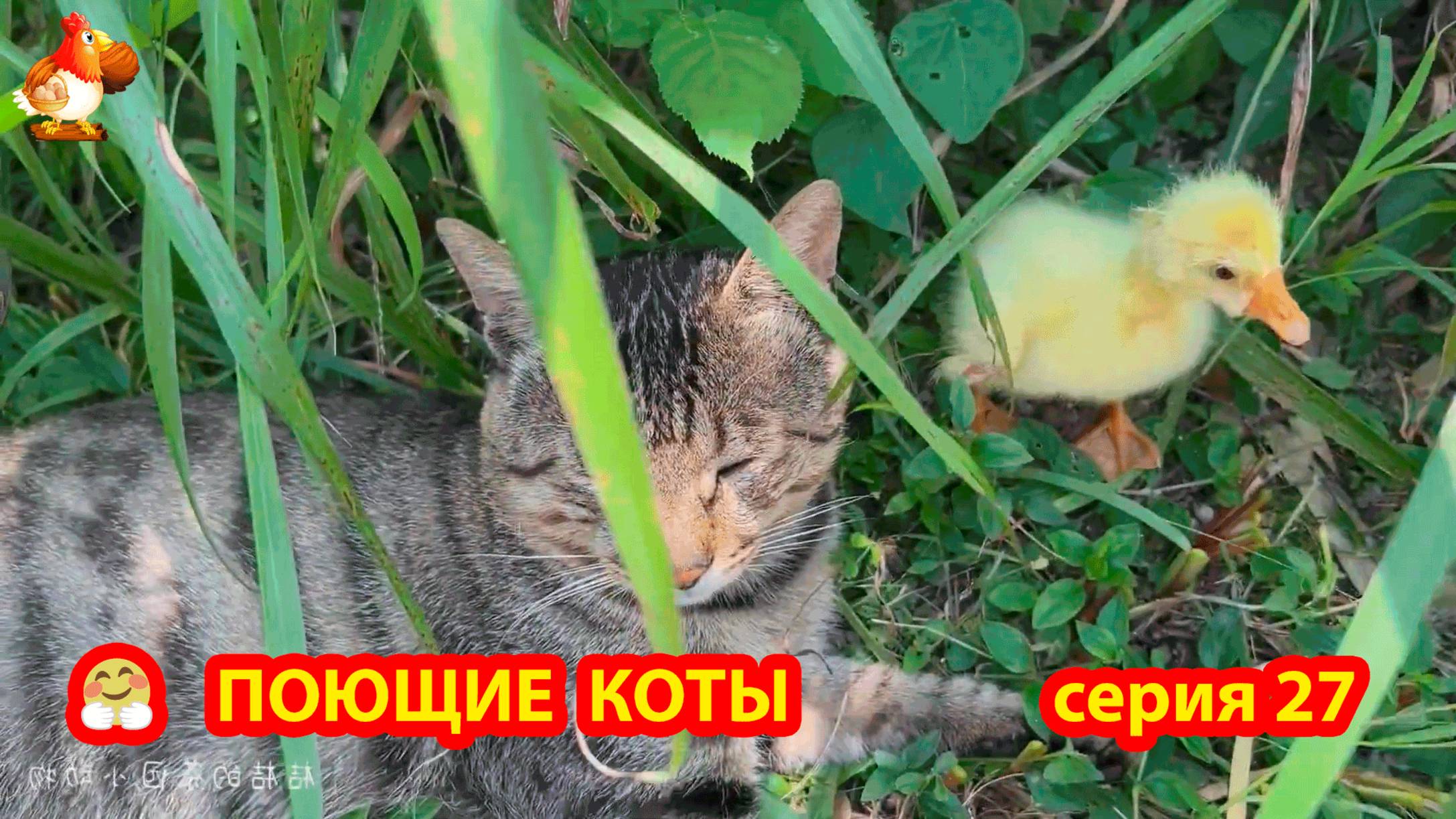 Крутые коты у птичьего двора серия (27) 🐈🐈⬛😹 Природа Абхазии и подворье с птицами и животными ❣️