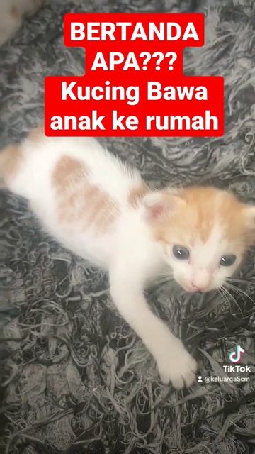 Bertanda apa? kucing bawa anak ke rumah #kucing #kucingkampung #kucinglucu #cute