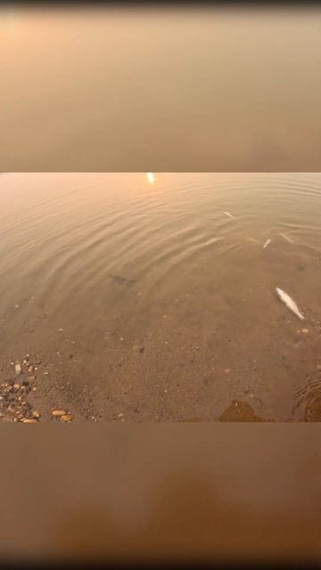 Попытка зарыбления карьера #рыбалка #fishing #рыбалка #зарыбление  #путешествие