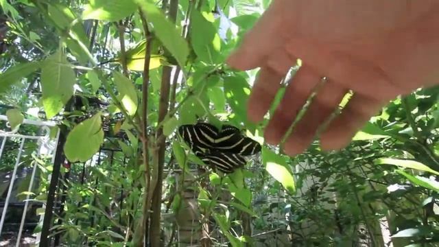 Eusse Mystical Garden: Zebra Butterflies.mov