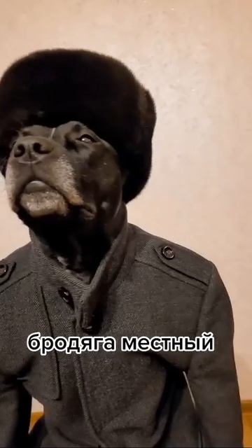 Мы в ВК https://vk.com/life_of_cats