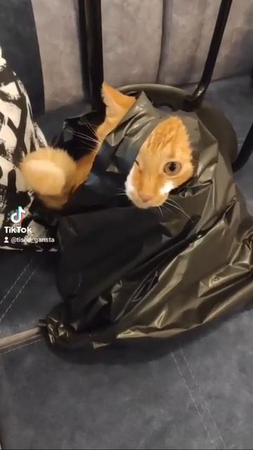 Мы в ВК https://vk.com/life_of_cats