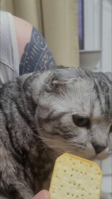 Запретный плод