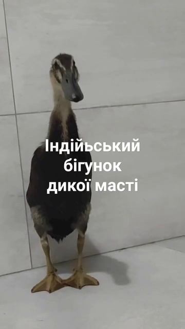 Індійський бігунок - дикої масті