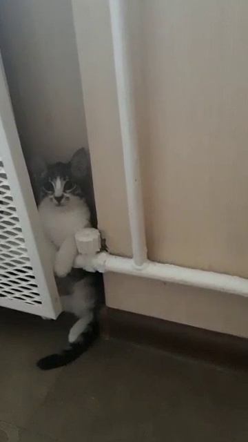 Маленький Симба
