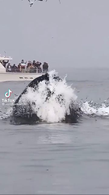 #ocean #whale #dolphin #shark #fish