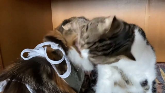 Кто в доме главный ? 😼😾Кто кого перемоет 😸