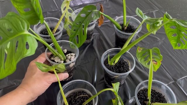 Full Video - Propagation Monstera Lechleriana with Volcanic Pellets - Fluval Stratum & Malang