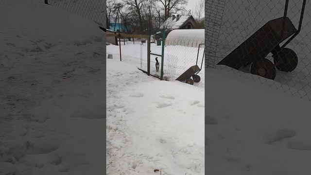 С кошечкой Лапой хлопочим по хозяйству. Кормим курочек🐔 собрали яйца🥚