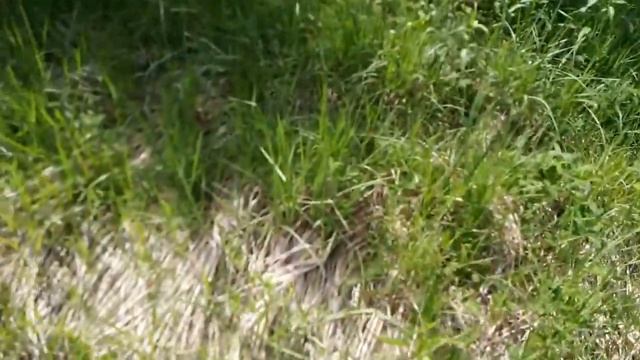 Видео 125. Купил будку реф. 30/05/2019г.
