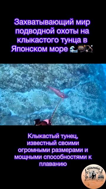 Захватывающий мир подводной охоты на клыкастого тунца в Японском море 🎣