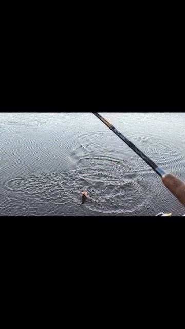 Поймал щуку с первого заброса #гарпун23 #shorts #щука