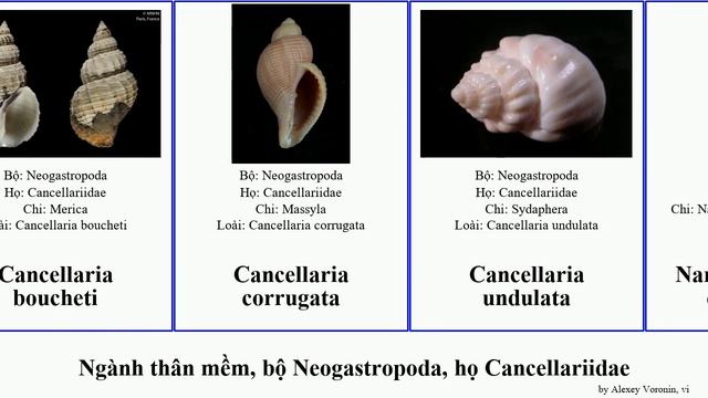 Ngành thân mềm, bộ Neogastropoda, họ Cancellariidae cancellaria scala bicolor mollusca undulata