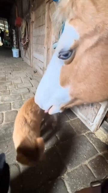 кот умирает без коня