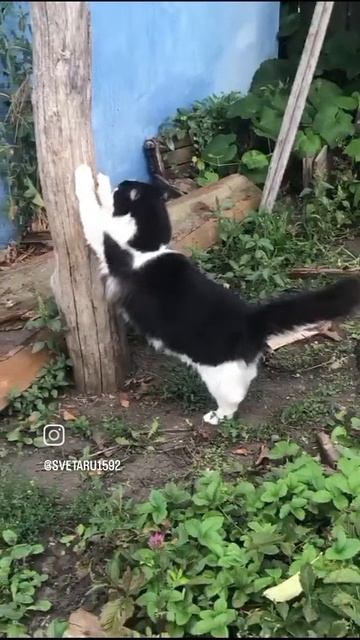 котики гуляют