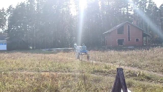 Зенит - Орловский рысак
