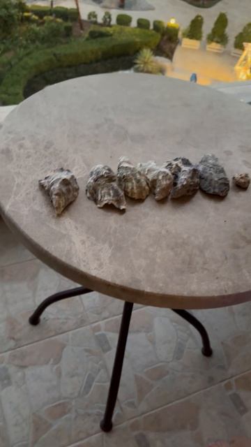 #ракушки