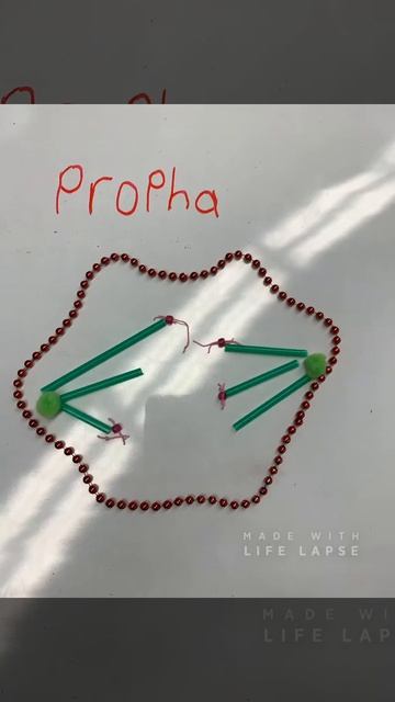 Mitosis Cell Cycle (Stop Motion) Created by: Andre and Daniel