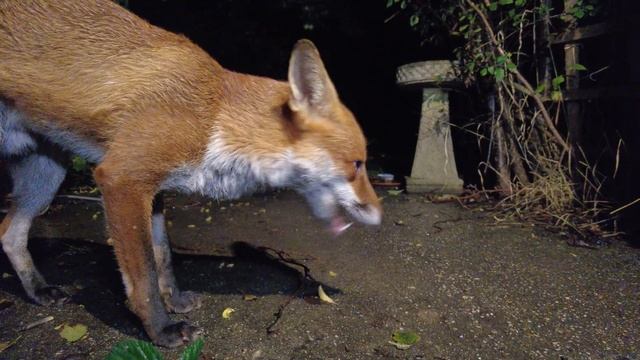 Fox Close Up
