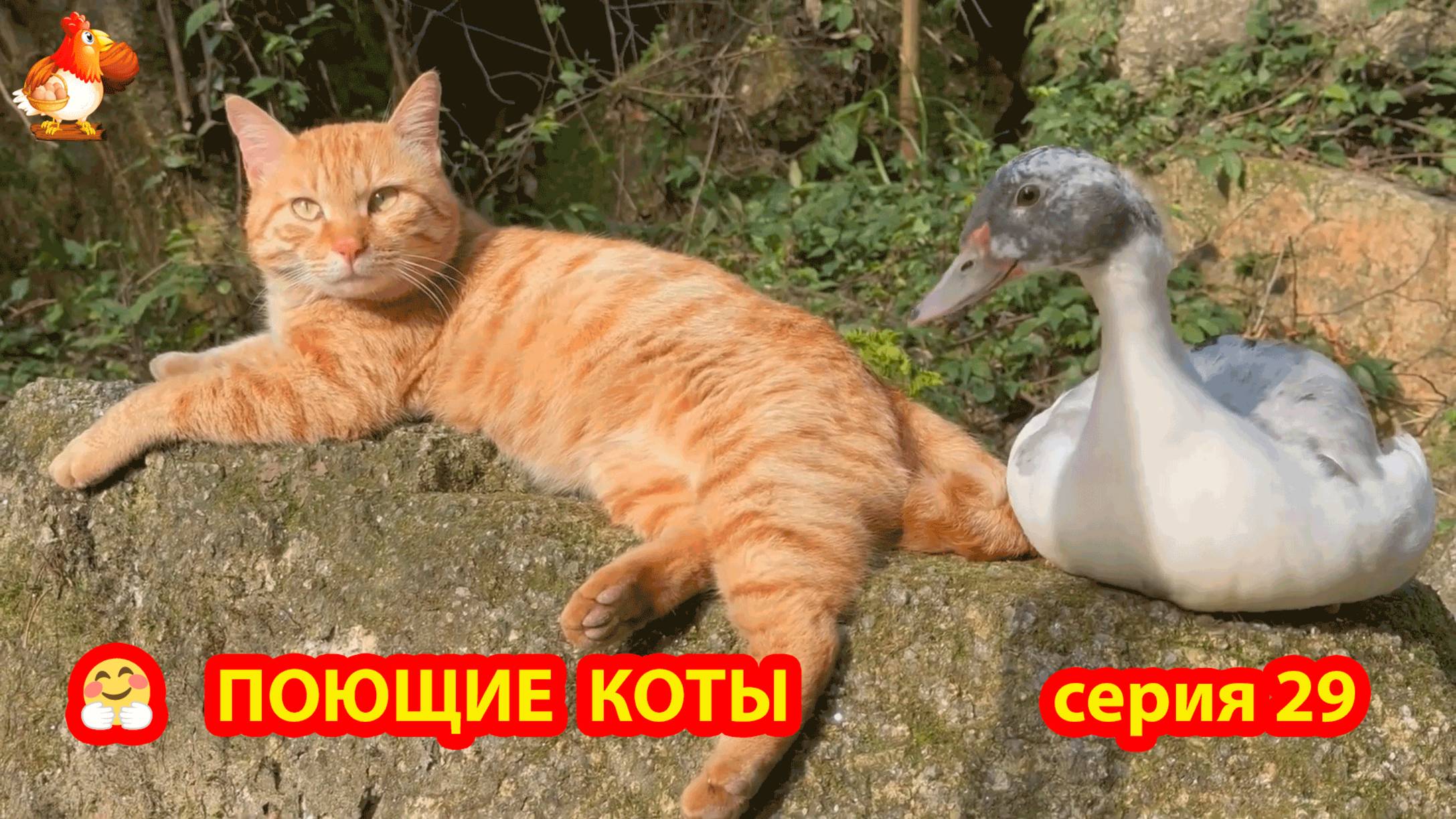 Крутые коты у птичьего двора серия (29) 🐈🐈⬛😹 Природа Абхазии и подворье с птицами и животными ❣️