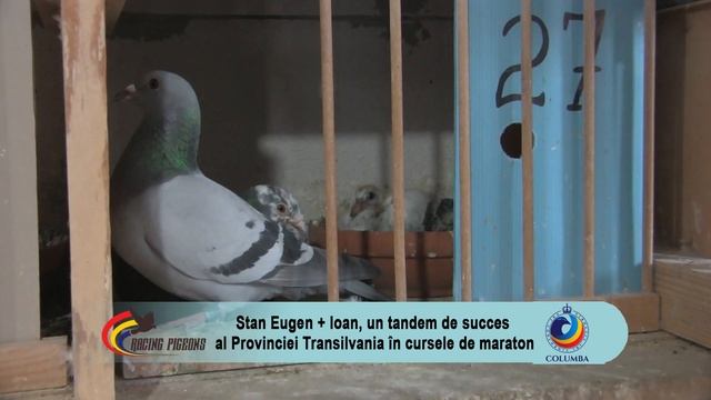 Stan Eugen + Ioan, un tandem de succes al Provinciei Transilvania în cursele de maraton