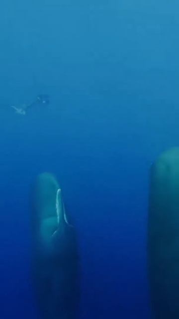 This is how Sperm Whales sleep