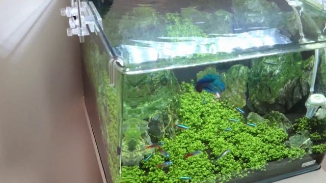 Dennerle scapers Tank 35 L 15w Led