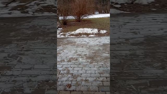 26.01.25. Пополнила кормушки кормом для синиц, белок и воробьев