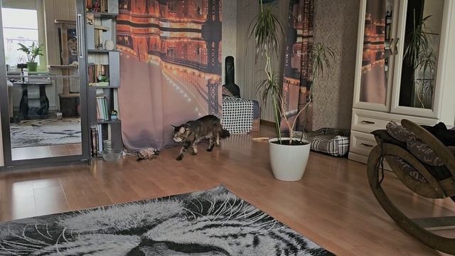 Умыла кота🐾😼🐾